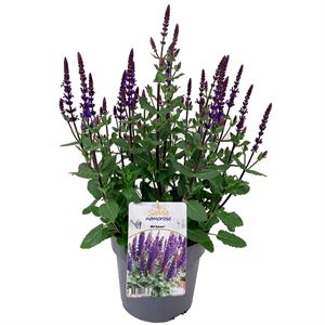 Afbeelding van VP Salvia Nemerosa P19 Caradonna Compact